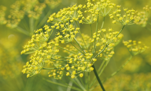 Venkel Foeniculum