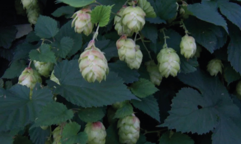 Hop Humulus Lupulus