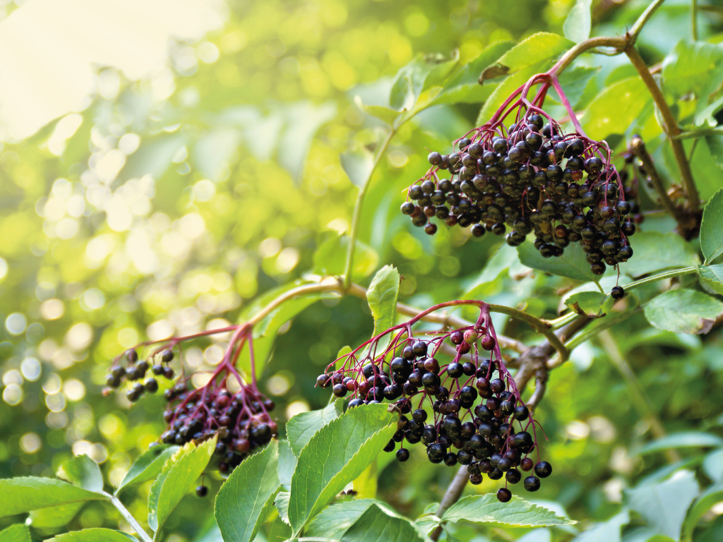 Gewone Vlier (Sambucus Nigra)